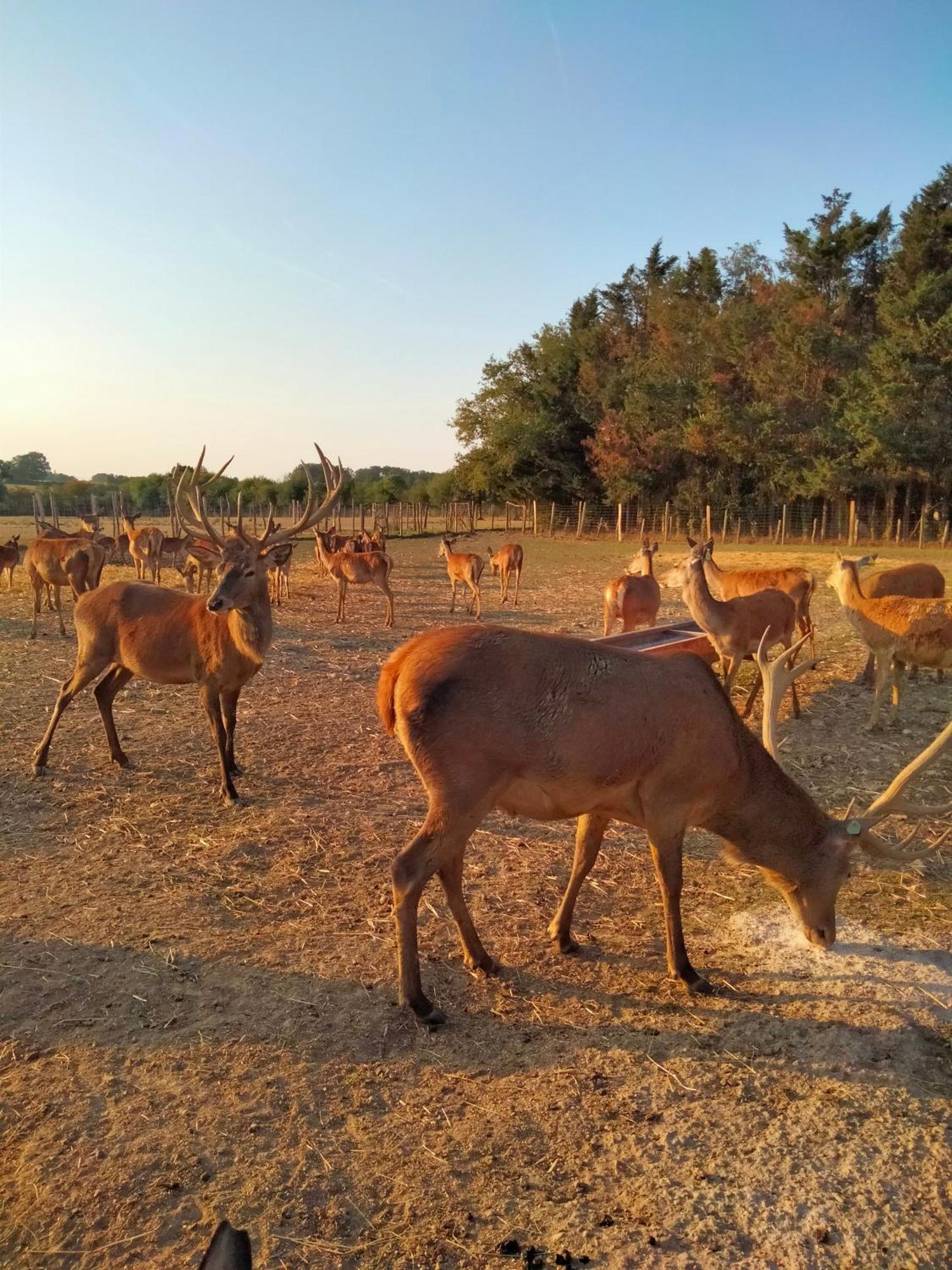 Ferme De L'Etang - Gite Epuisay المظهر الخارجي الصورة